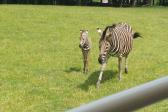 26. května 2025 -  1.A šk. výlet do ZOO_61