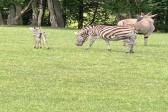 26. května 2025 - 1.B šk. výlet do ZOO_69