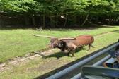 26. května 2025 - 1.B šk. výlet do ZOO_72