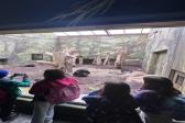 26. května 2025 - ŠK ZOO Dvůr Králové_5