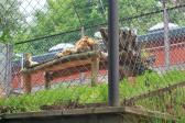 7. června 2023 - 1.A ZOO Dvůr Králové nad Labem_32