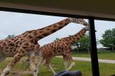 7. června 2023 - 1.A ZOO Dvůr Králové nad Labem_47