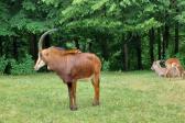 7. června 2023 - 1.A ZOO Dvůr Králové nad Labem_50